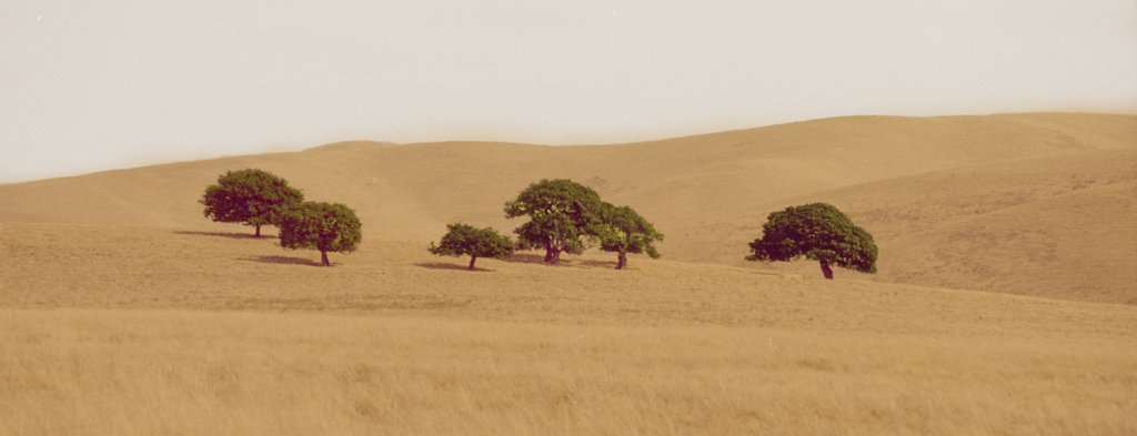 umbrella-trees-Valeho-021.jpg